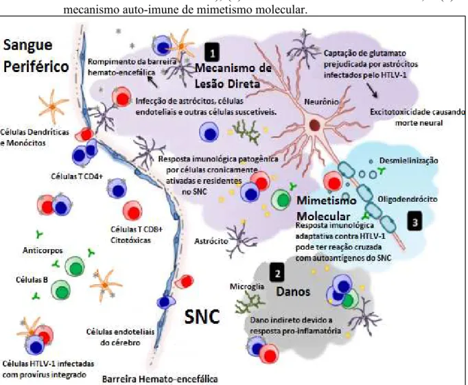 Figura  6  -  Potenciais  mecanismos  imunológicos  envolvidos  na  mielopatia  associada  ao  HTLV-1