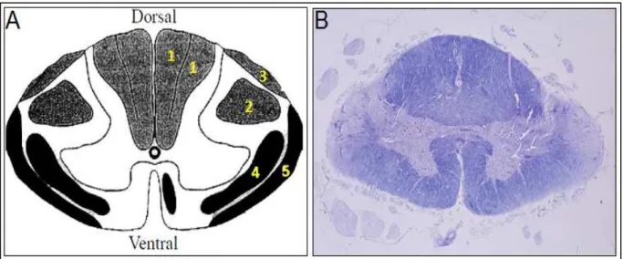 Figura  8  –  (A)  Desenho  ilustrando  os  principais  tratos  da  medula  espinhal:  (1)  Fascículo  grácil  e  cuneiforme;  (2)  Trato  corticoespinhal  lateral;  (3)  Trato  espinocerebelar  dorsal;  (4)  Trato  espinotalâmico  lateral;  (5)  Trato  es