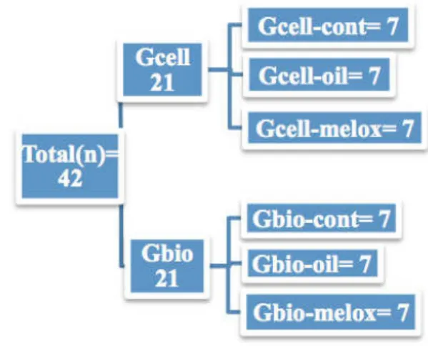 FIGURE 1 - Groups and subgroups distribution.