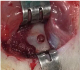 FIGURE 3 – A.  Bone defect filled with bioglass.  B.  Bone defect filled  with adipose tissue.