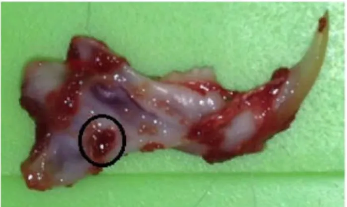 FIGURE 5  -  Dissected  rat  jaw.  The  circle  identifies  previous  bone  defect area.