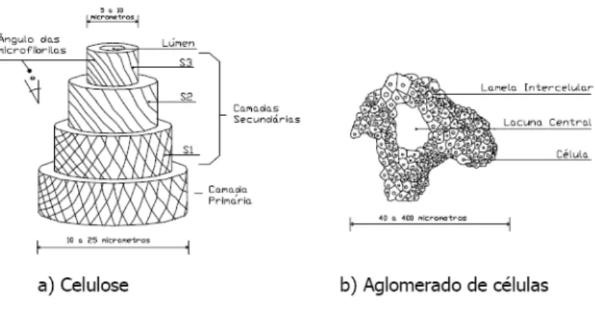 Figura 2 - Esquema da estrutura da fibra de celulose e de uma macrofibra(GRAM,1988; 