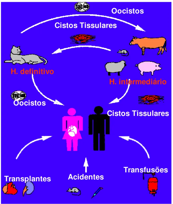 Figura  2:  Ciclo  do  Toxoplasma  gondii  no  hospedeiro  definitivo  e  intermediário,  e  formas de  transmissão 
