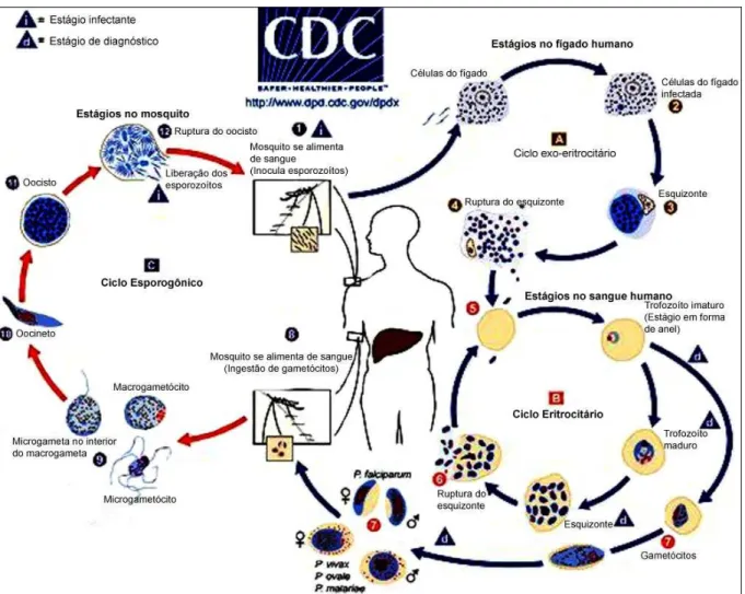 Figura 4 – Ciclo de vida do plasmódio no homem no mosquito. 