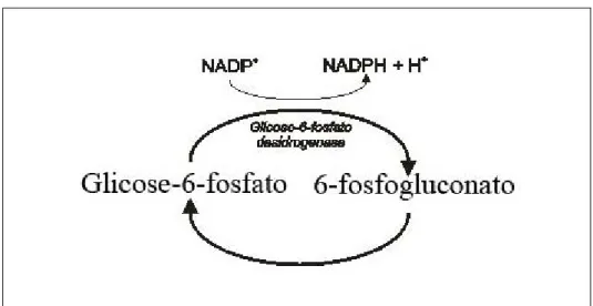 Figura 8 – Ação da glicose-6-fosfato desidrogenase. 