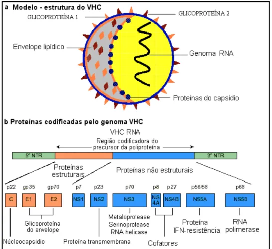 Figura 1  –  Virus da hepatite C (HCV): modelo estrutural e organização do genoma. a)  modelo de    estrutura do VHC, b) proteínas codificadas pelo genoma viral
