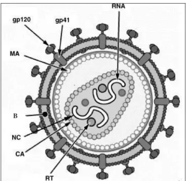 Figura 9-  Estrutura do vírus HIV. Adaptado de  Sierra, Kupfer; Kaiser,   2005.  
