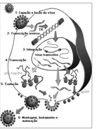 Figura 12 - Ciclo replicativo do vírus HIV-1, adaptado de Sierra, Kupfer,  Kaiser, 2005