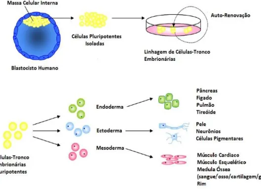 Figura 2: Derivação de linhagens de células-tronco embrionárias (CTE) humanas e suas linhagens  pluripotentes derivadas da massa celular interna do embrião em fase de blastocisto