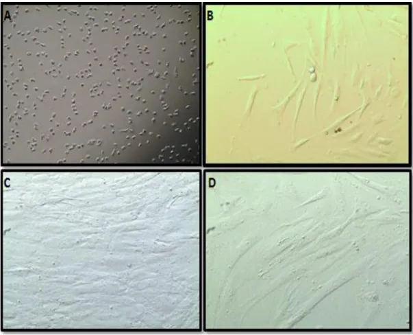 Figura 4:  Fotomicrografia de células-tronco mesenquimais derivadas do tecido adiposo de Bos  taurus  indicus