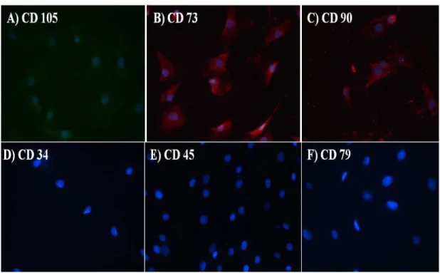 Figura 5:  Imunofenotipagem e coloração nuclear com DAPI (Contraste nuclear clássico para  microscopia  de  imunofluorescência)  de  células-tronco  mesenquimais  derivadas  do  tecido  adiposo  bovino