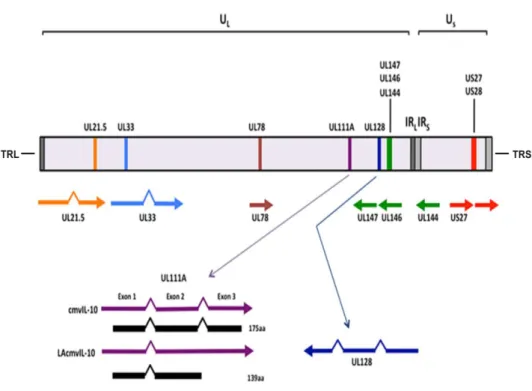 Figura  2.  Representação  esquemática  das  regiões  única  longa  e  única  curta,  flanqueadas  por  sequências  terminais  repetidas  longas  (TRL)  e  repetida  interna  longa (IRL) e interna repetida curta (IRS) e terminal repetida curta (TRS), adapt