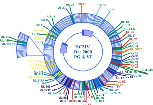 Figura 3. Estrutura do HCMV. Em verde estão representados os genes do capsídeo, em  vermelho  os  genes  do  tegumento  e  em  azul-claro  e  lilás,  as  glicoproteínas