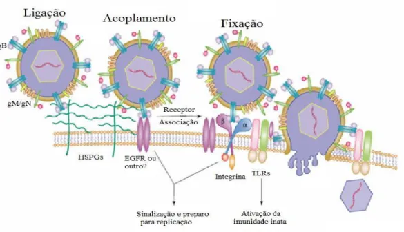 Figura  5.  Mecanismo  de  infecção  HCMV  na  célula  hospedeira.  Adaptado  de  Compton (2004) 