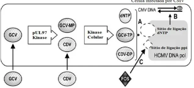 Figura 6. Mecanismo de ação dos antivirais para tratamento da infecção por HCMV. 