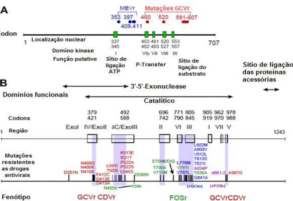 Figura  7.  Apresentação  das  mutações  de  resistência  em  ambos  os  gene  UL97  e  UL54