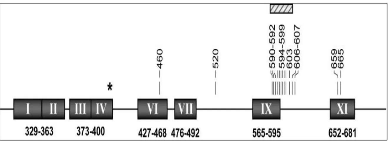 Figura  8.  Regiões  conservadas  do  gene  UL97  representadas  em  algarismos  romanos