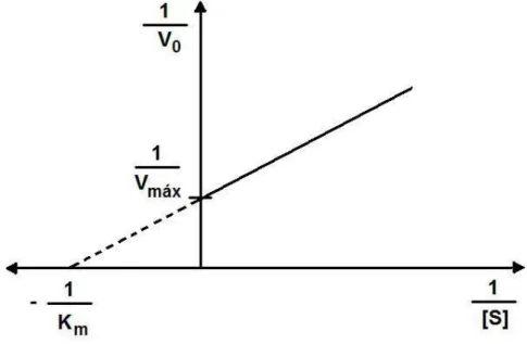 Figura 2: Representação gráfica da equação de Lineweaver-Burk. 