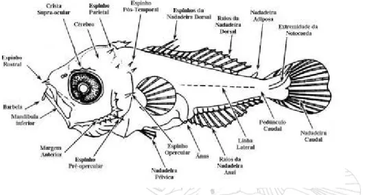 FIGURA 03 – Esquema mostrando as principais características utilizadas na  identificação de larvas de peixes, Okyiama (1988)
