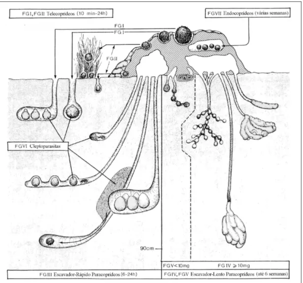 Figura 1. Formas de utilização dos excrementos por escarabeídeos coprófagos  telecoprídeos, paracoprídeos e endocoprídeos (Fonte: Adaptado de Doube 1990)