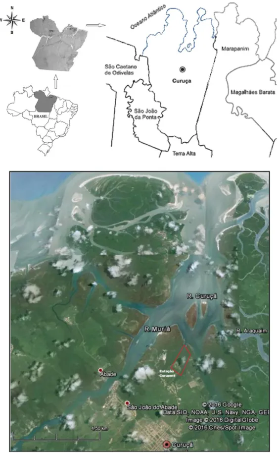 Figura  4.  Localização  da  área  de  estudo,  no  estuário  de  Curuçá,  município  de  Curuçá,  Pará,  Brasil