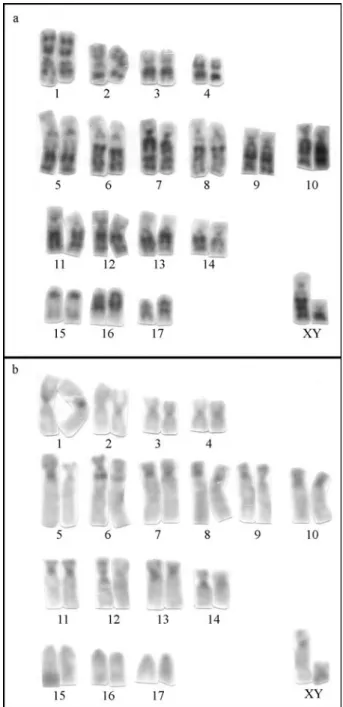 Figure 1 - G- (a) and C-banded (b) karyotypes of U. magnirostrum. Note the heteromorphism of pair 5.