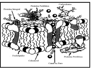 Figura 1. Organização da membrana plasmática 