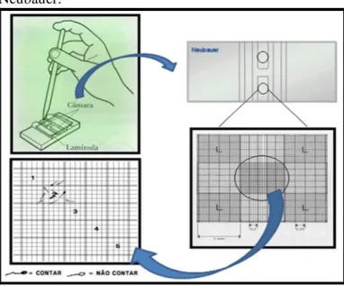 Figura  7.  Esquema  ilustrativo  de  como  determinar  a  concentração  espermática  através  do  uso da  câmara  de  Neubauer