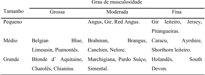 Tabela 4 - Classificação de algumas raças de acordo com o tamanho corporal e grau de musculosidade