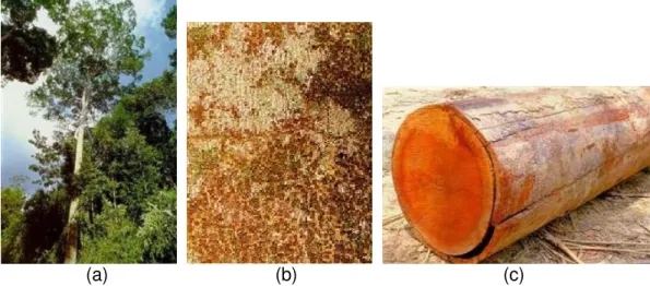 Figura 4: Aspectos dendrológicos do Jatobá - (a) árvore, (b) casca e (c) tora (IBAMA,  1997)