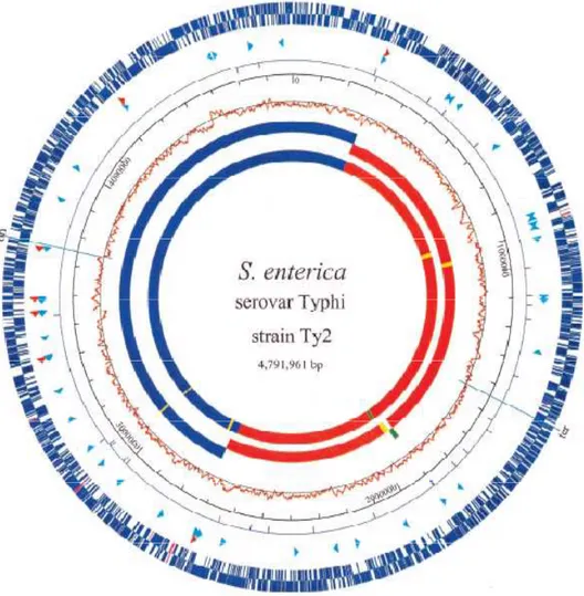 Figura 2 - Mapa do genoma circular de Ty2. O genoma de Ty2 possui 4, 545  ORFs e 4, 516 pseudogenes que são compartilhados com CT18 (Primeiro círculo azul)  e  29  que  são  únicos  (na  cor  rosa)