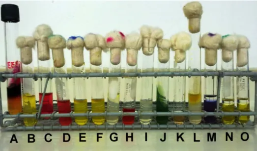 Figura  7  -  Série  bioquímica  usada  no  presente  estudo  para  identificação  da  Salmonella Typhi