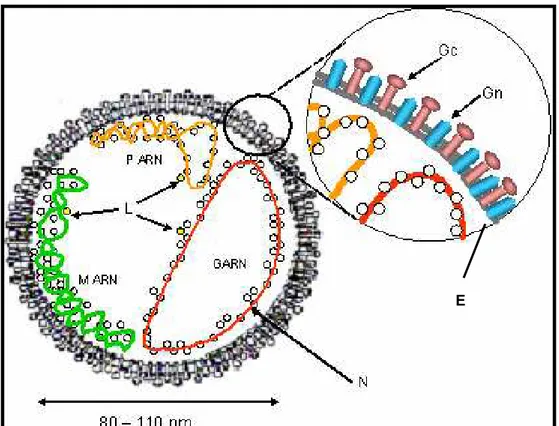 Figura 1 - Representação esquemática da partícula viral dos vírus da família  Bunyaviridae, mostrando os três segmentos do RNA (P-RNA, M-RNA e  G-RNA) associados à proteína L