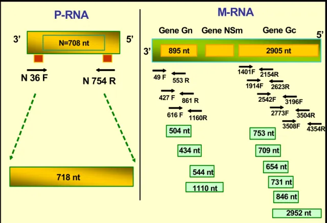 Figura 9 – Representação esquemática dos iniciadores específicos para o  VMEL utilizados para a amplificação dos genes N, Gn e Gc pela técnica de  RT-PCR
