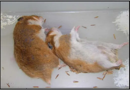 Figura 10 - Hamsters doentes após infecção com a cepa BE AR 633512. 