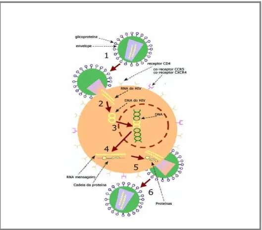 Figura 3 – Replicação do HIV-1 (Adaptado de http://www.thebody.com). 