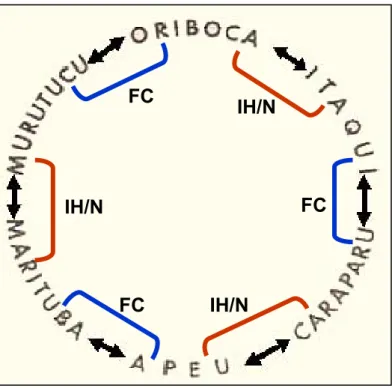 Figura 2 - Representação esquemática do padrão de relacionamento antigênico  dos vírus do grupo C isolados na Amazônia Brasileira 