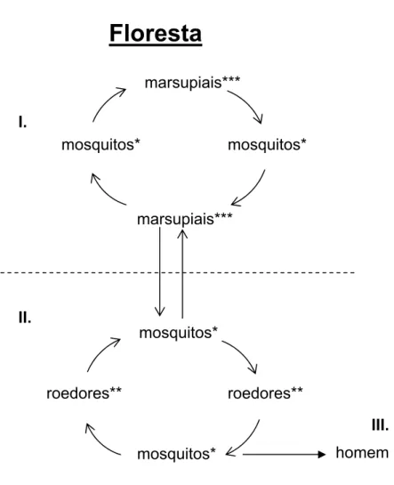 Figura 4 – Ciclos silvestres de transmissão dos vírus do grupo C. I). Ciclo na  copa; II) Ciclo no solo; III) Ciclo circustancial envolvendo o homem como  hospedeiro vertebrado
