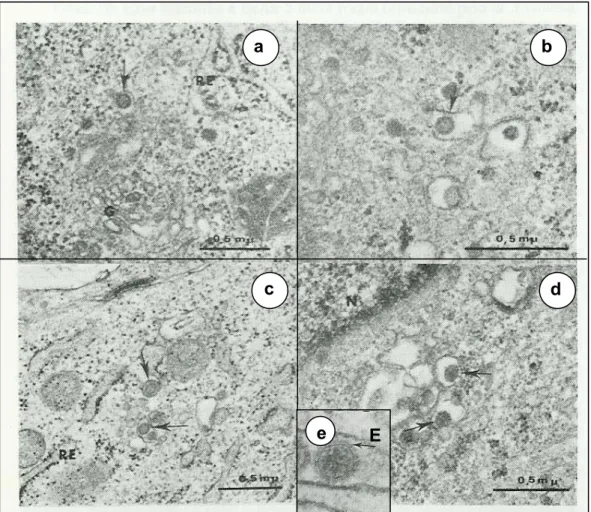 Figura 5 – Microscopia eletrônica dos vírus do grupo C: diversos aspectos das  partículas virais (setas) em vesículas citoplasmáticas freqüentemente  associadas ao complexo de Golgi (G); letras (a) e (b) – VAPEU; (c) – VNEP; (d)  – VMUR; (e)- partícula do 