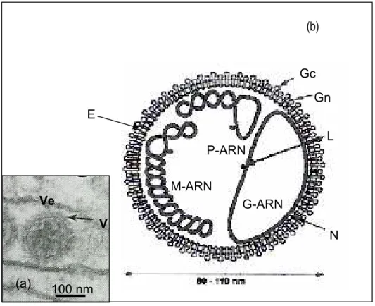 Figura 6 – Partícula dos vírus do grupo C. (a) microscopia eletrônica da  partícula do VMTB (V) observada no interior de uma vesícula citoplasmática  (Ve) de células VERO infectadas; (b) representação esquemática da partícula  viral evidenciando os três se
