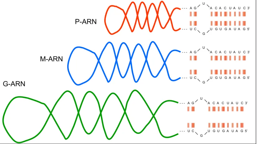 Figura 7 – Representação esquemática das moléculas de ARN (P-ARN, M-ARN e G- ARN) dos ortobunyavírus