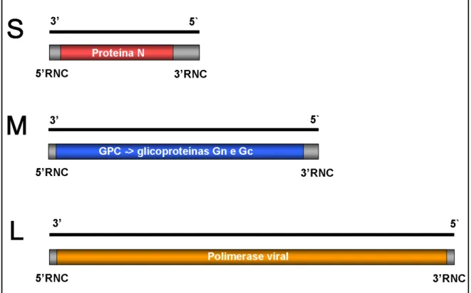 Figura  3  -  Esquema  mostrando  o  segmento  S  (menor)  que  codifica  a  proteína  N  do  nucleocapsídeo, segmento M (médio), o qual codifica a glicoproteina precursora (GPC) que  origina as glicoporteínas Gn e Gc do envelope viral e o segmento L que é