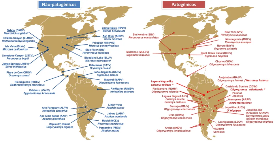 Figura 4 - Distribuição geográfica dos hantavírus e seus roedores reservatórios nas Américas mostrando a maior diversidade dos hantavírus  sul  americanos  em relação  aos  hantavírus  da  América  do  Norte  e  Central