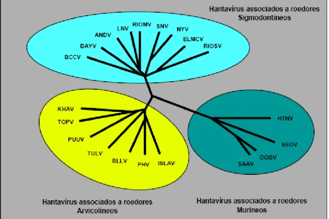 Figura 5 - Árvore filogenética baseada nas sequências dos hantavírus associados aos seus  reservatórios  das  subfamílias  Sigmodontinae,  Arvicolinae  e  Murinae,  sugerindo  a   co-evolução entre eles