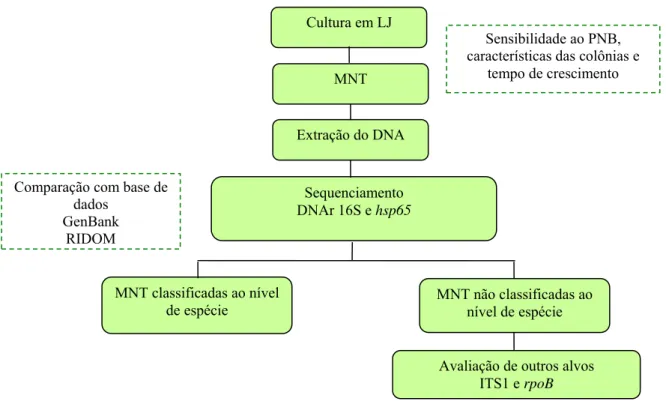 Figura 2. Fluxograma dos procedimentos laboratoriais utilizados para identificação de  micobactérias não tuberculosa