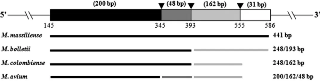 Fig. 1. Restriction sites for Sm1l based on the 441 bp hsp65 sequences of M. massiliense, M