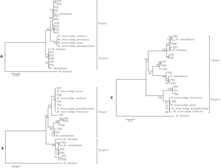 Figura 1 – Árvores filogenéticas baseadas nas sequências do RNAr 16S (A), hsp65 (B) e rpoB (C) de 15 isolados do MAC e sete cepas de  referência 