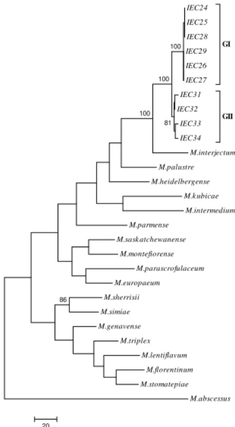 Figure 6. Phylogenetic tree based on the concatenated 16S rRNA, ITS1, hsp65 and rpoB sequences