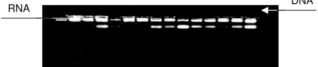 Figura 01. DNA genômico com presença de RNA 