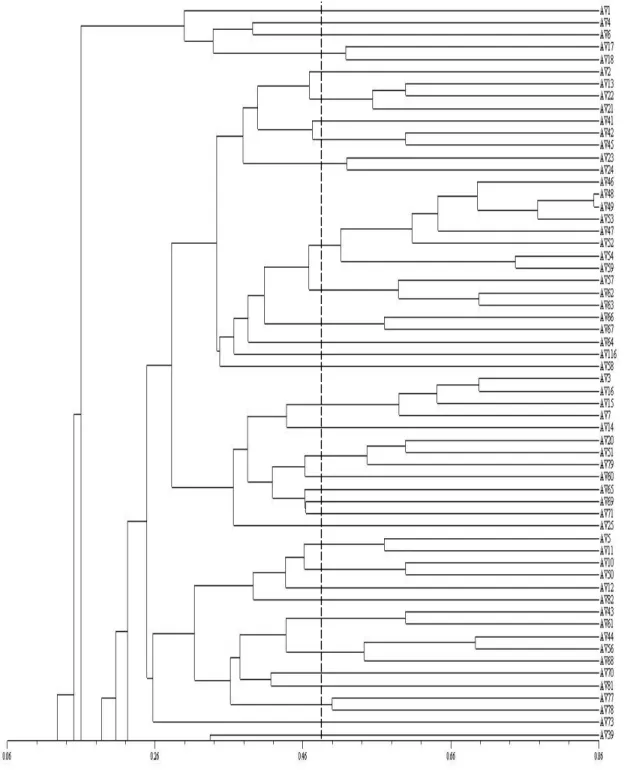 Figura  06.  Dendrograma  gerado  pelo  método  UPGMA  a  partir  das  estimativas  de  similaridades genéticas, expressas pelo complemento aritmético do coeficiente de Jaccard,  com base em 109 bandas polimórficas de RAPD geradas nas 121 amostras de avest